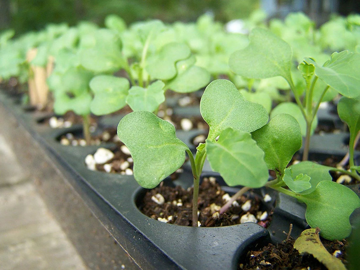 Broccoli Sprouting Seeds 5 Pounds K6166