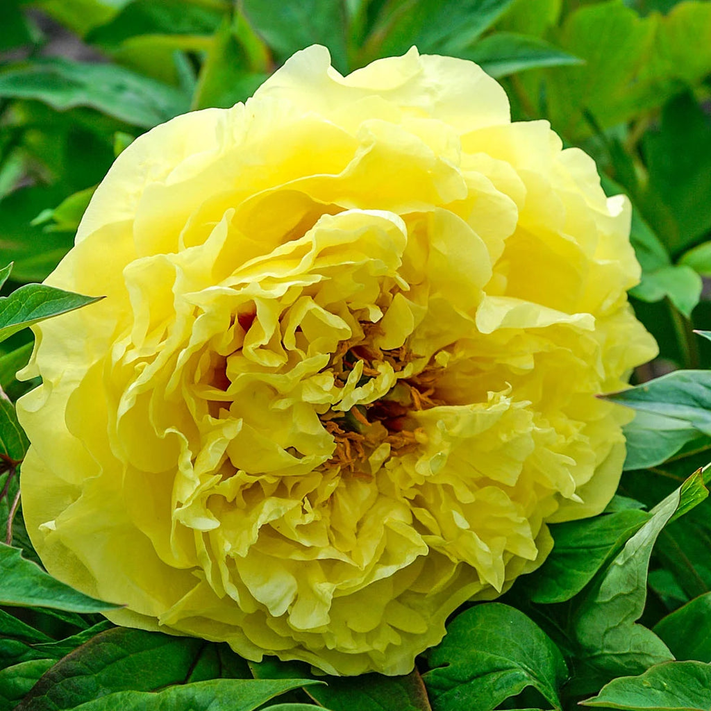 Itoh Peony Dormant Bare Root Perennial Plant 1-Pack L245