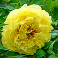 Itoh Peony Dormant Bare Root Perennial Plant 1-Pack L245