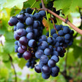 Concord Grape Vine - 2.5" Pot - Live Plant F8332