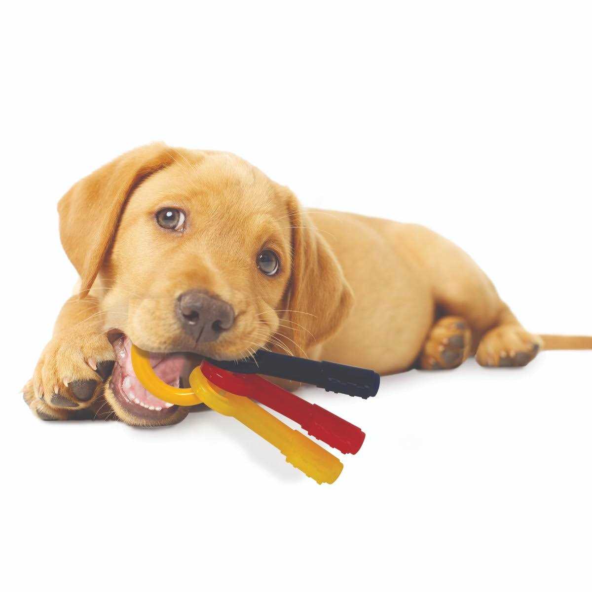 Puppy Chew Teething Keys E910158