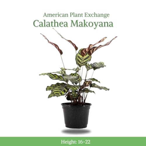 Calathea Makoyana with White Pot Cover, 6-Inch Pot, Live Indoor Prayer Plant P216103