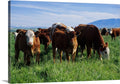 Canvas Wall Art 36x24 U9049