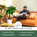 50 Plants Bare Root Japanese Spurge Evergreen Ground Cover Z161834