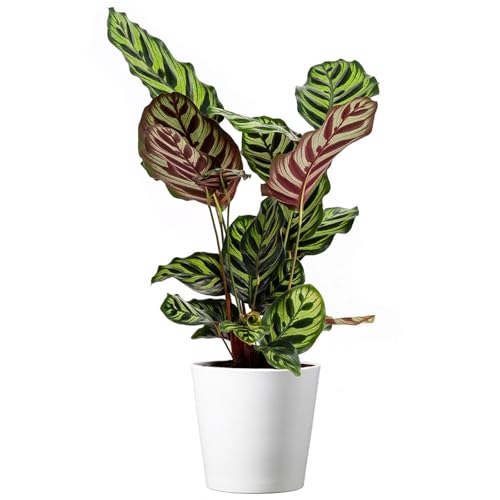 Calathea Makoyana with White Pot Cover, 6-Inch Pot, Live Indoor Prayer Plant P216103