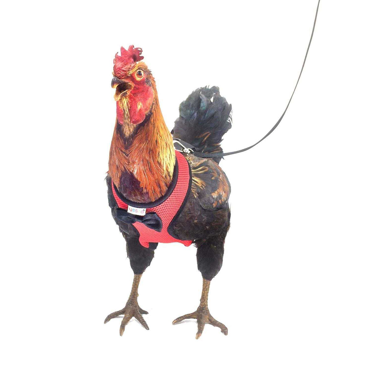 Chicken Harness with 6ft Leash L836515