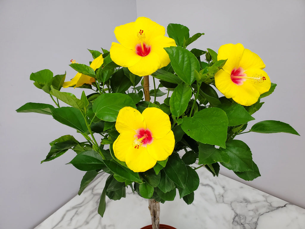 Yellow Hibiscus Flowering Plant S66090