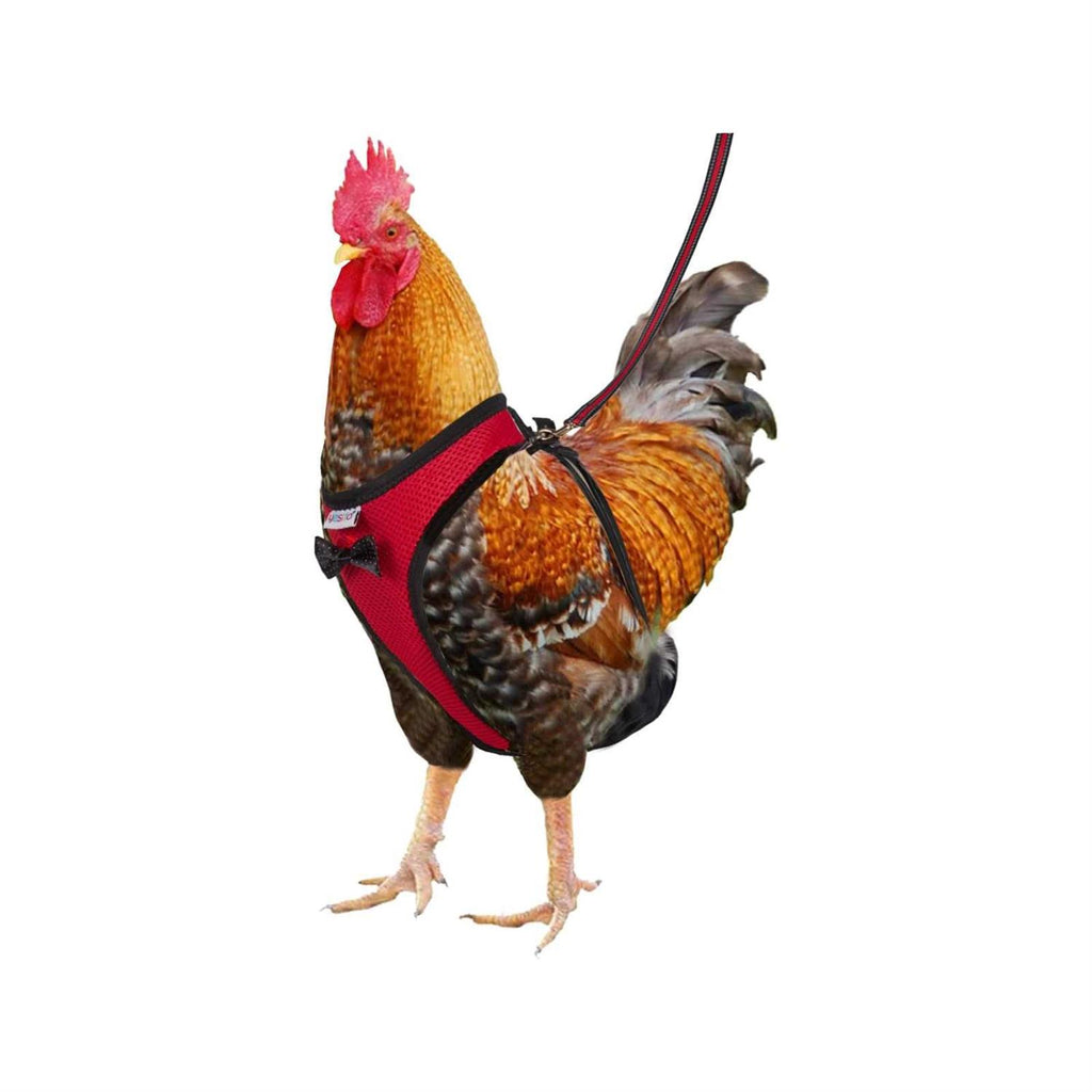 Chicken Harness with 6ft Leash L836515