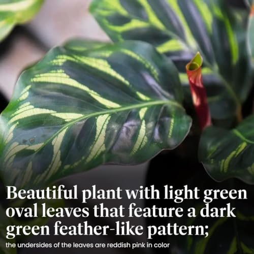 Calathea Makoyana with White Pot Cover, 6-Inch Pot, Live Indoor Prayer Plant P216103