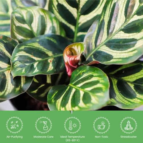 Calathea Makoyana with White Pot Cover, 6-Inch Pot, Live Indoor Prayer Plant P216103