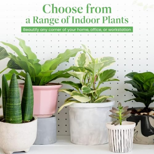 Calathea Makoyana with White Pot Cover, 6-Inch Pot, Live Indoor Prayer Plant P216103