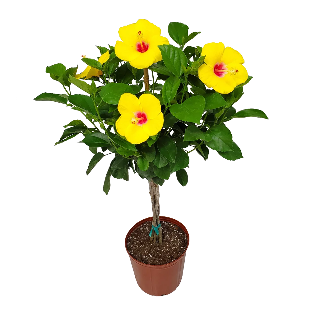 Yellow Hibiscus Flowering Plant S66090