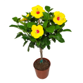 Yellow Hibiscus Flowering Plant S66090