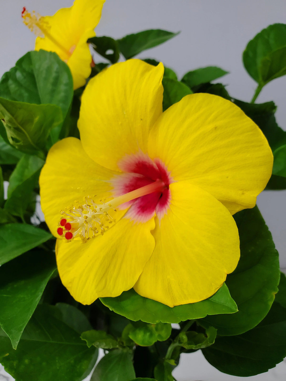 Yellow Hibiscus Flowering Plant S66090
