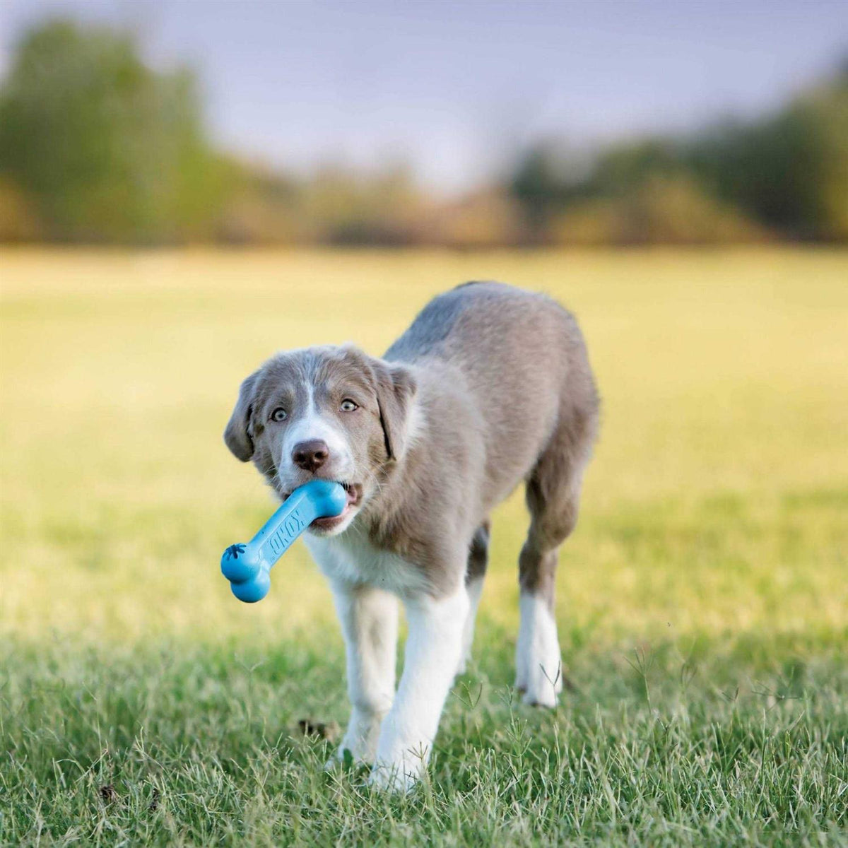 Puppy Toy H880