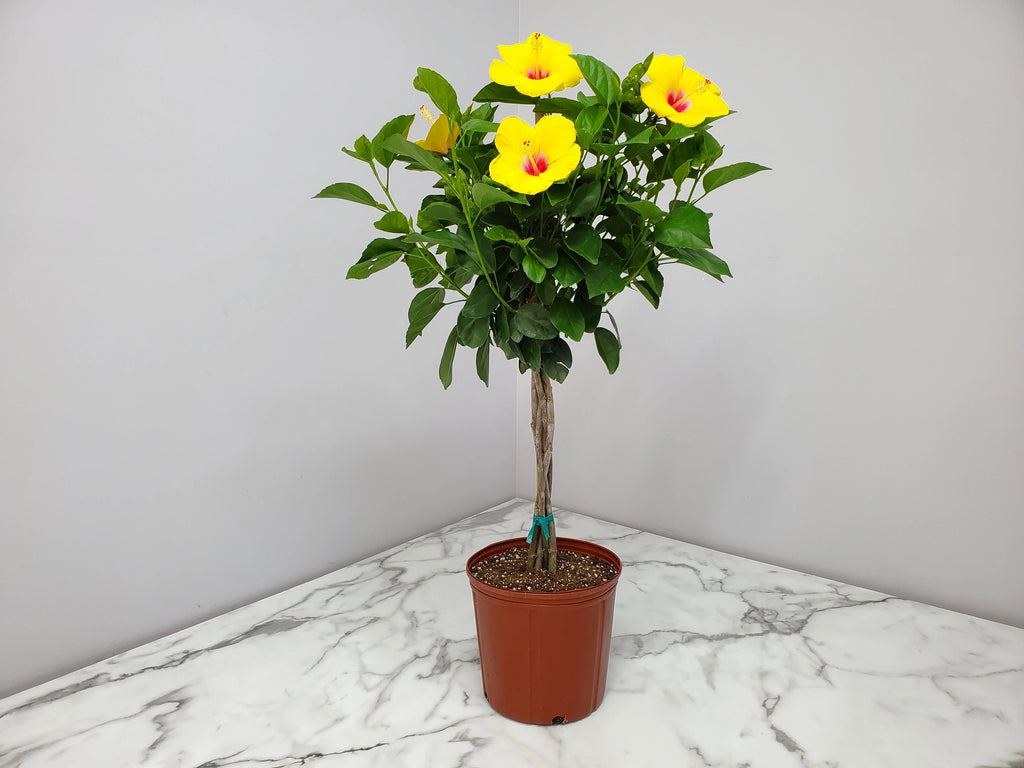 Yellow Hibiscus Flowering Plant S66090