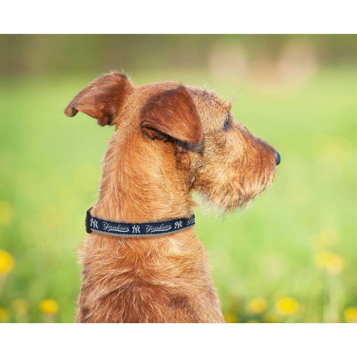 Dog Collar T50004